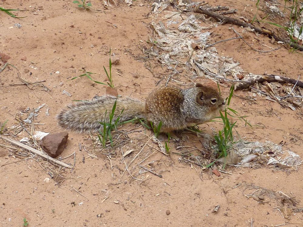 zion national park (31).JPG